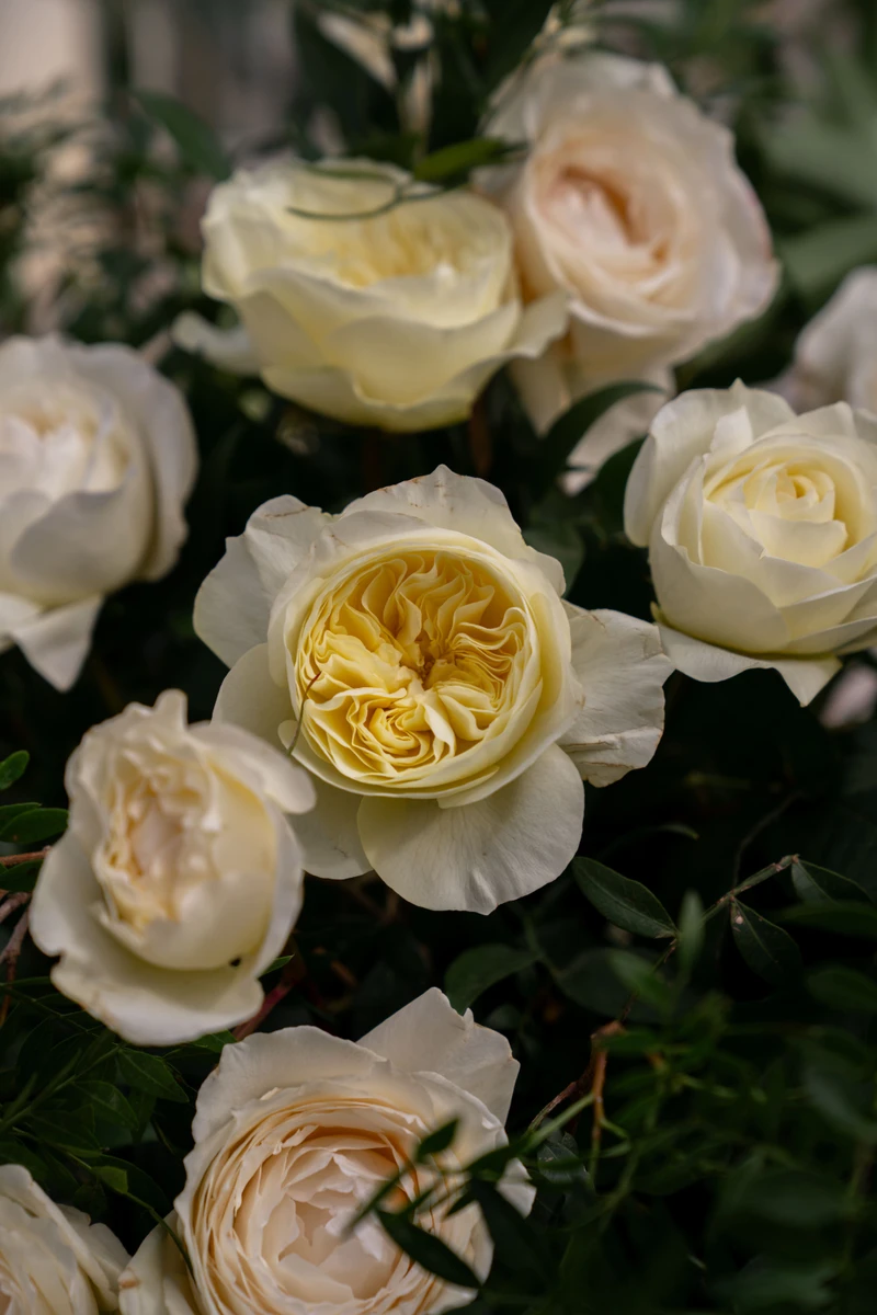 Il Matrimonio di Beatrice e Matteo alla Badia di San Pietro al Conero - Foto 9